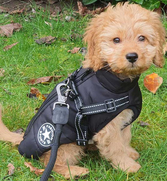 Waterproof Dog Coat with Harness